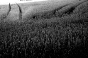 Hovedbilde The Black Bang - The book about "how where and ...